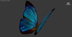 butterfly fly 3D model