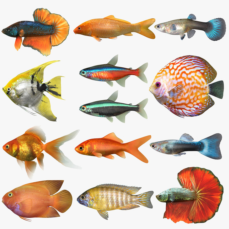 3D freshwater fish set model - TurboSquid 1189515