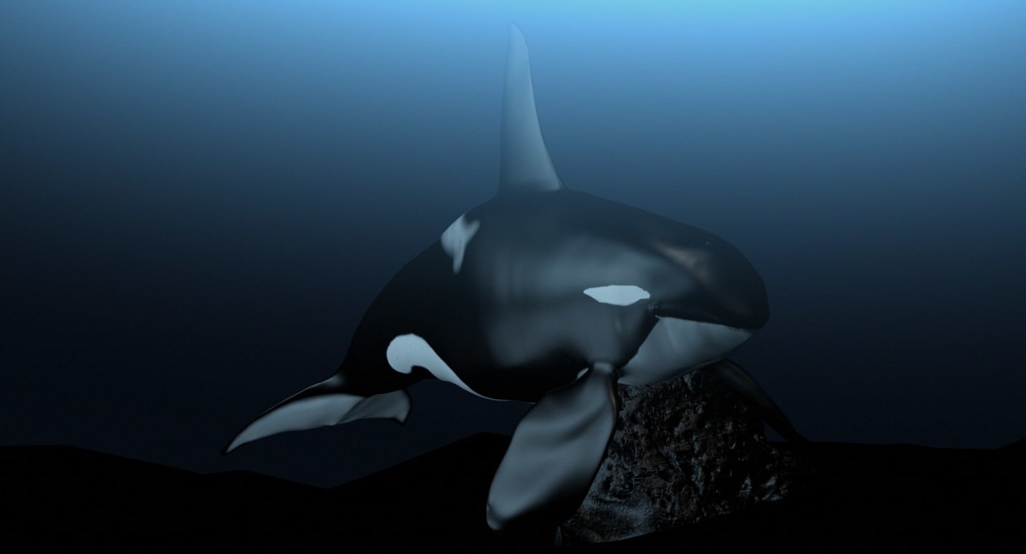 Orca male bull 3D - TurboSquid 1189751