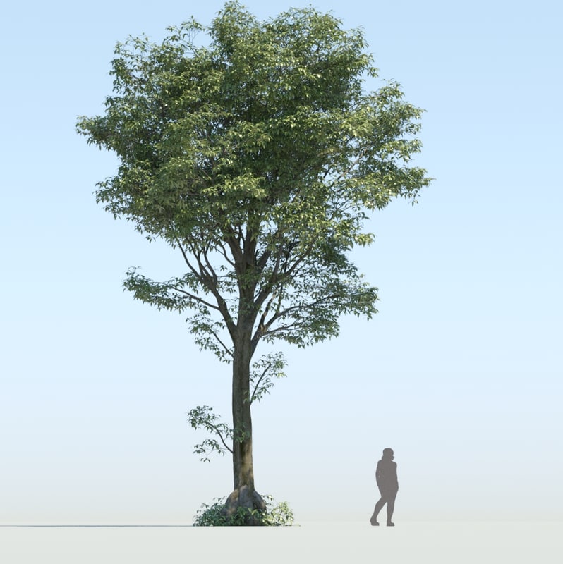 blender trees for architecture visualization