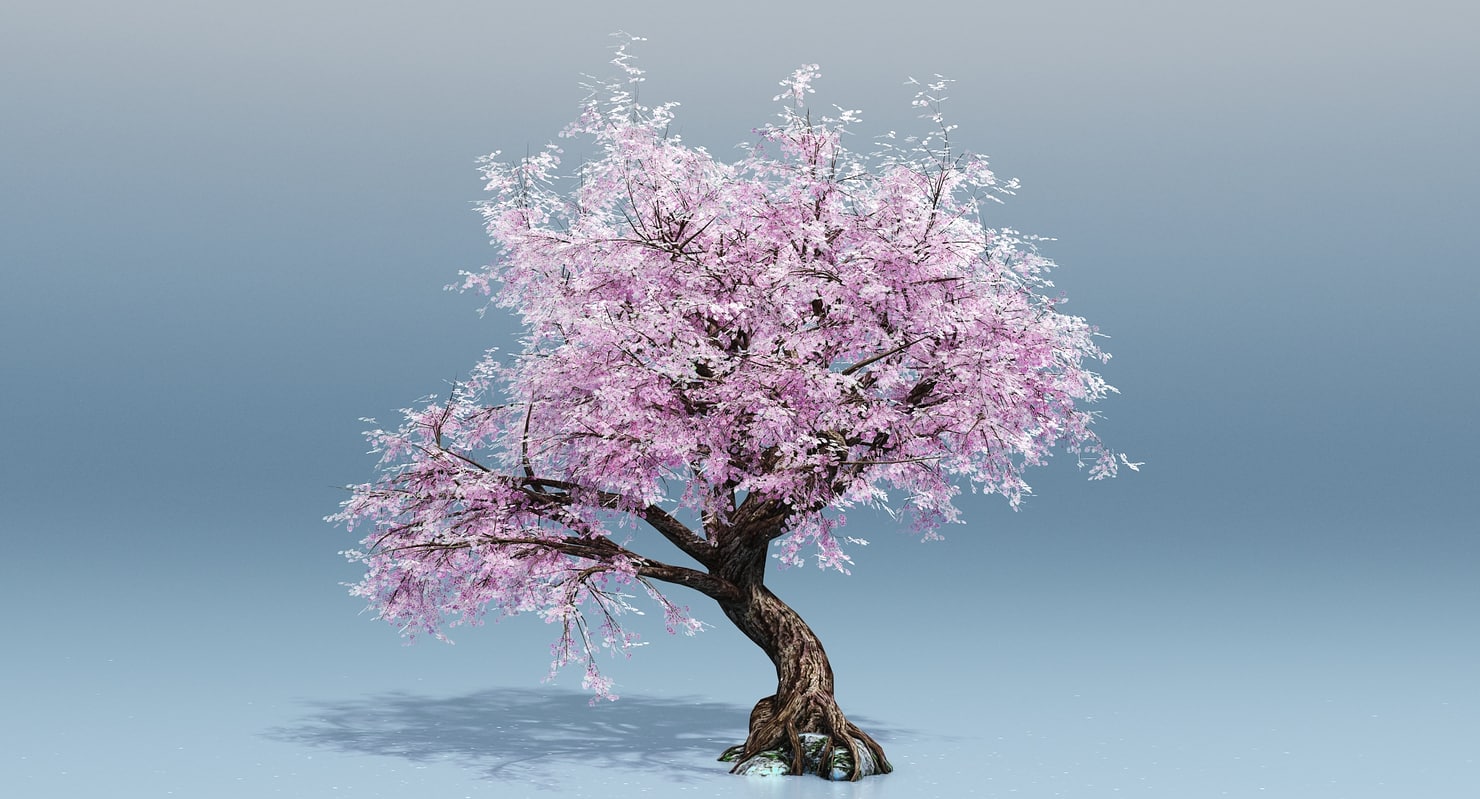 Cherry Blossom Tree 3d - Turbosquid 1189864