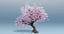 cherry blossom tree 3D