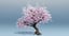 cherry blossom tree 3D