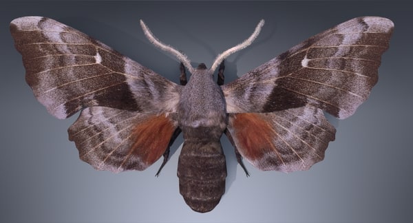 How Do Moths Have Fur