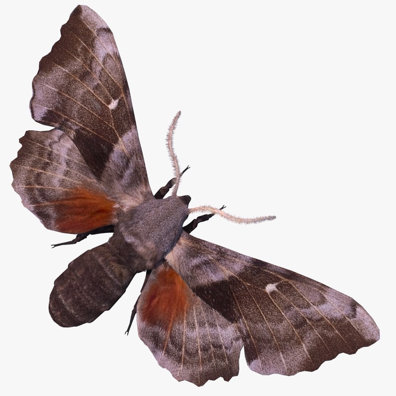 Sphinx moth fur 3D - TurboSquid 1190240