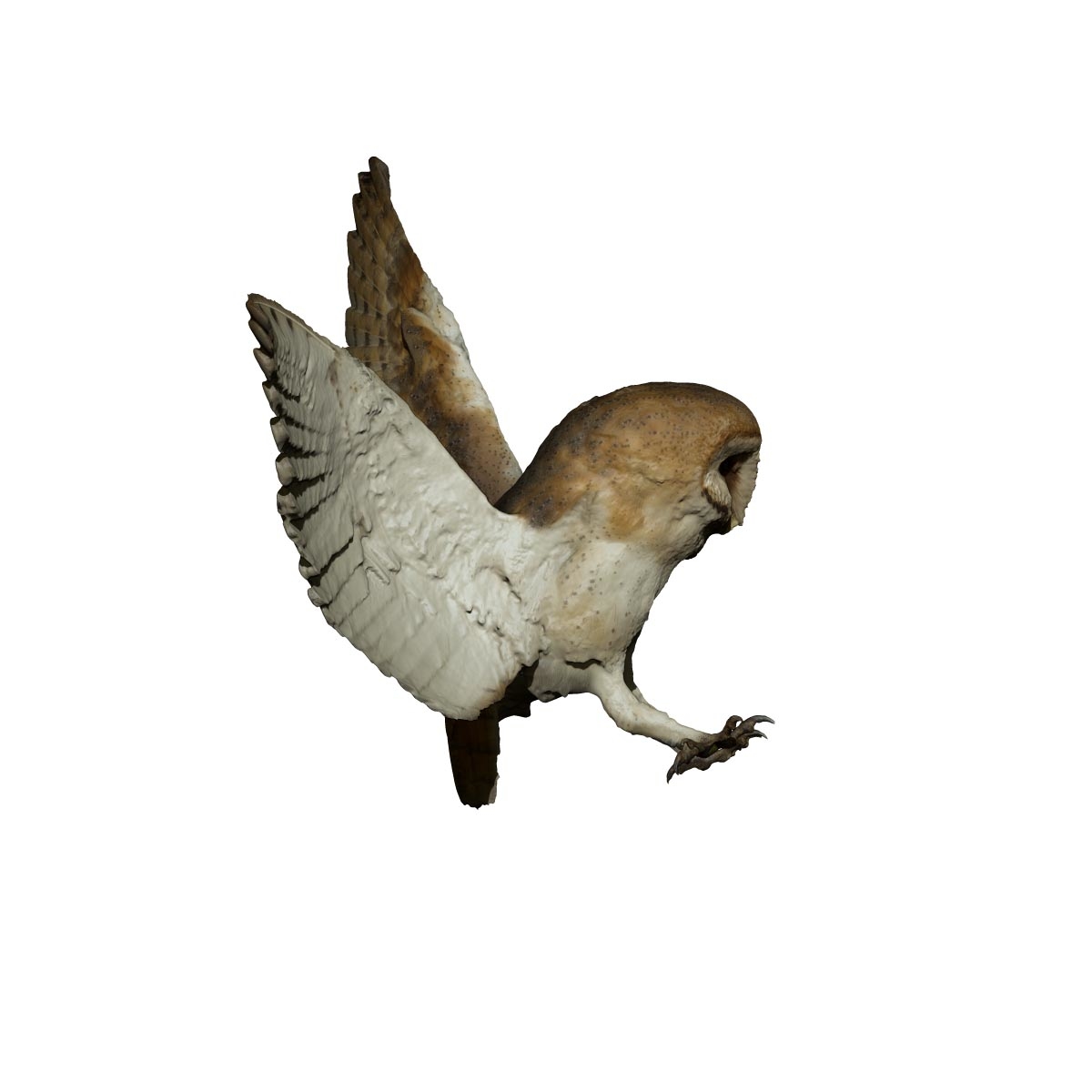 barn owl taxidermy for sale