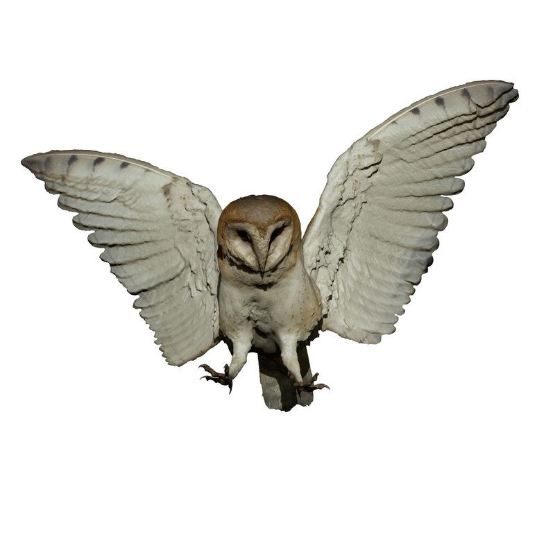 barn owl taxidermy