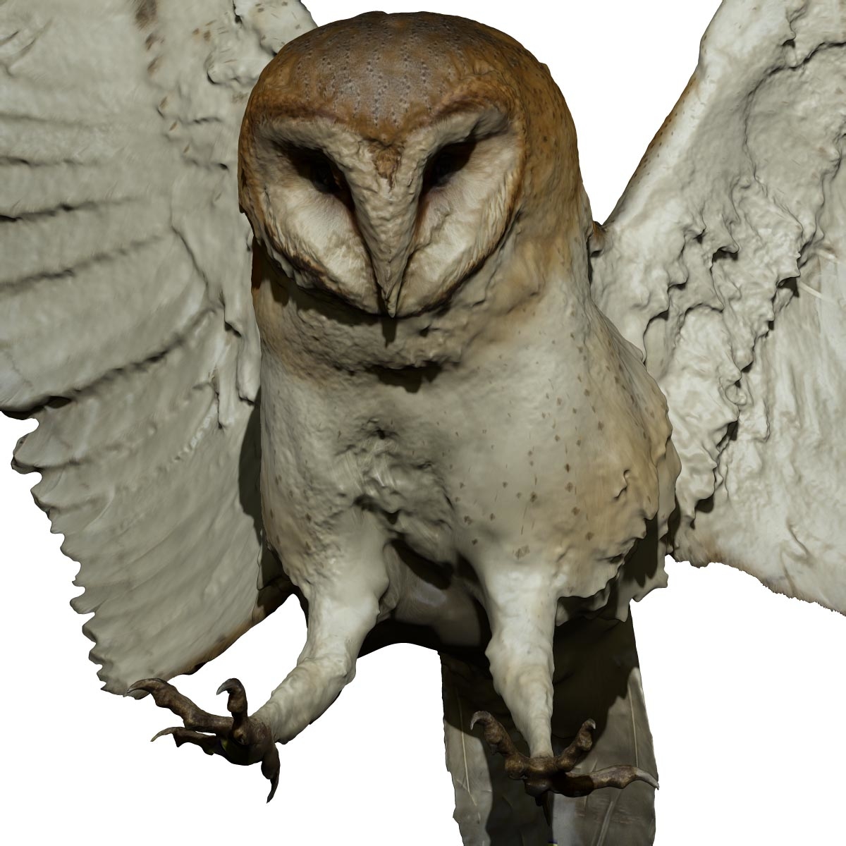 barn owl taxidermy for sale