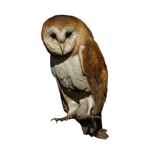 taxidermy owl