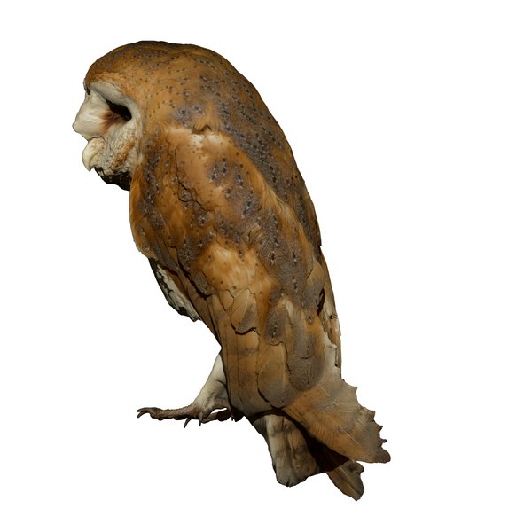 barn owl taxidermy for sale