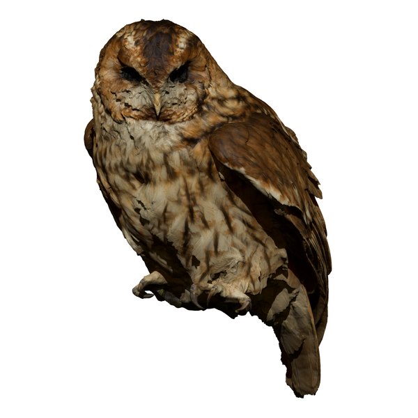 tawny owl taxidermy