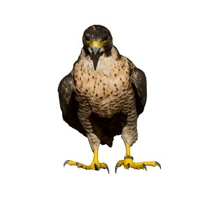 3D falcon perched taxidermy model
