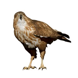 perched buzzard taxidermy 3D