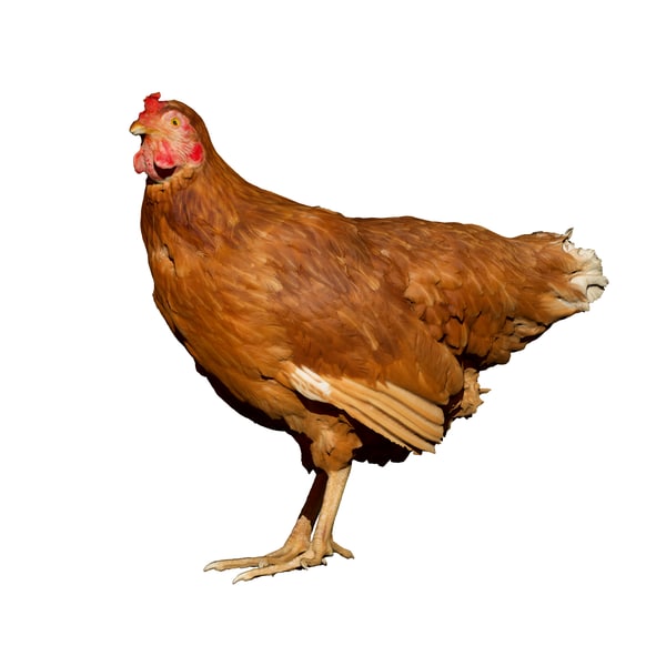 母鸡站立 动物标本剥制术 鸡3d模型 Turbosquid