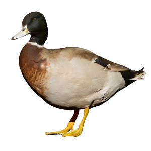 3D male duck standing taxidermy