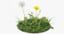 3D dandelions grass model