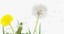 3D dandelions grass model