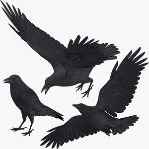 crow 3 poses 3D model