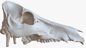 3D pork skull 1m raw