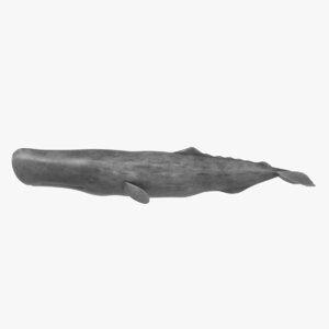 sperm whale rigged 3D model