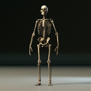 3D skeleton man rig model