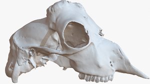 3D goat skull 1m raw