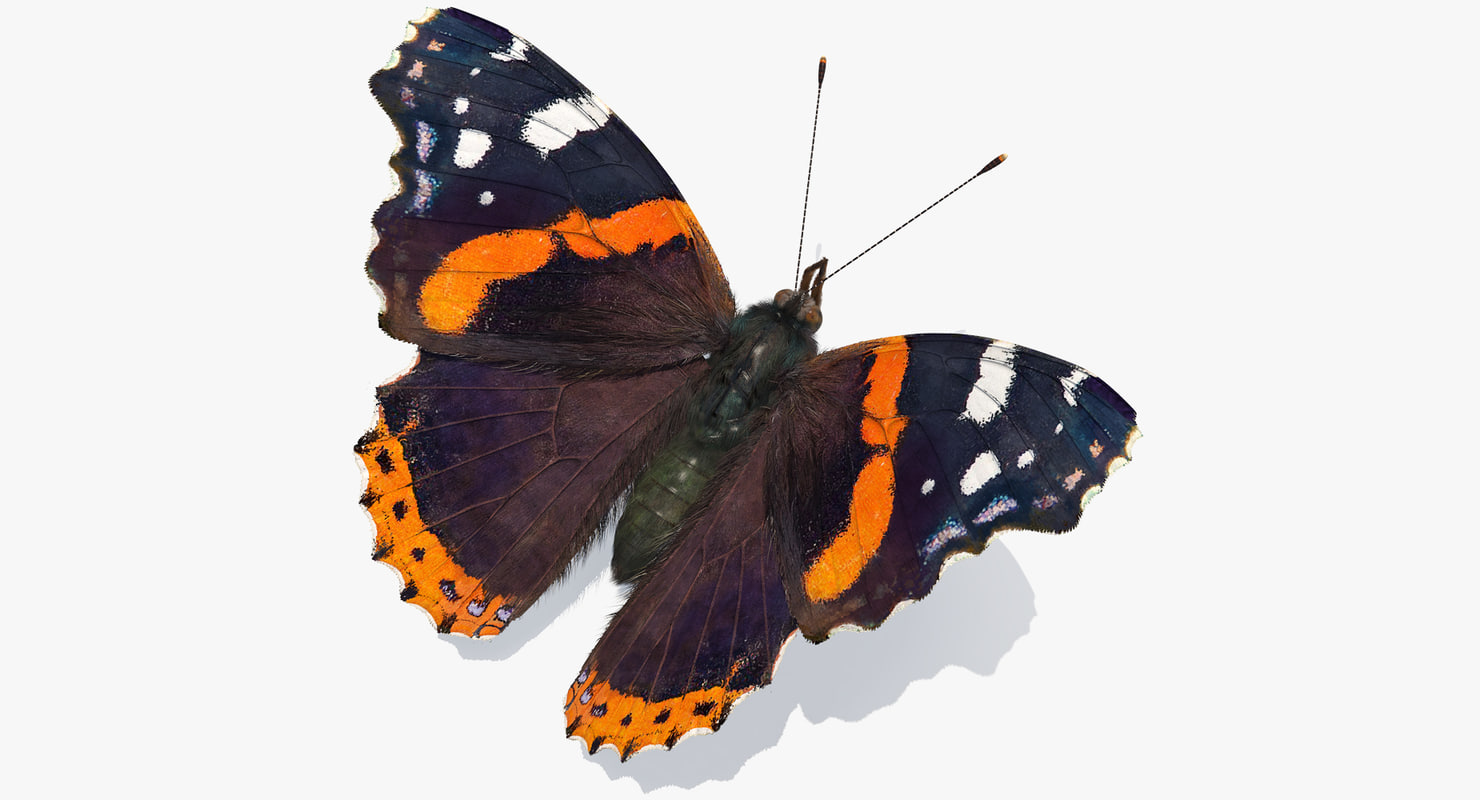 Vanessa atalanta butterfly fur color 3D model TurboSquid 1191512