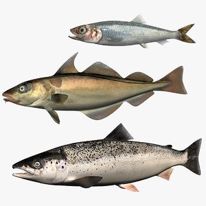 3D model set atlantic salmon herring
