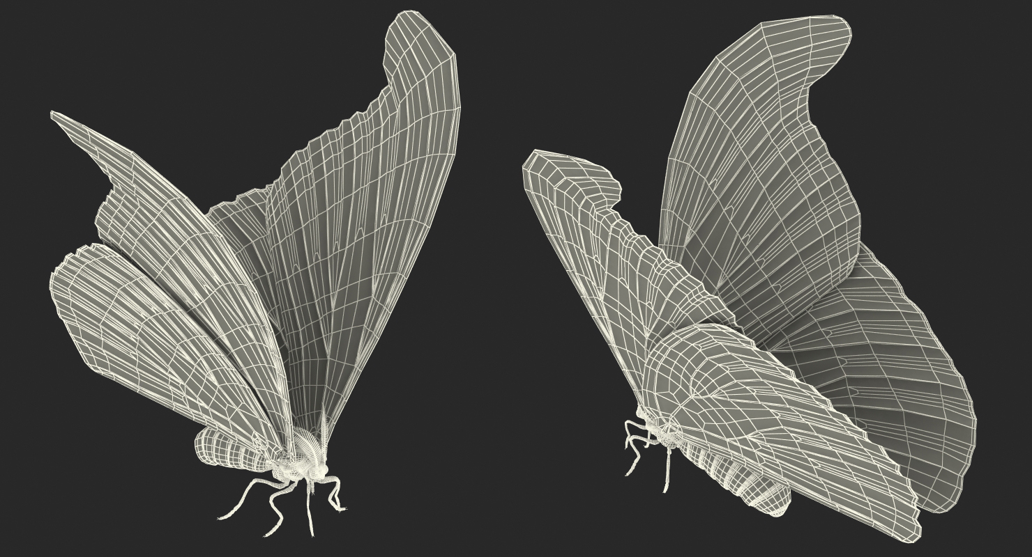 3d large atlas moth model