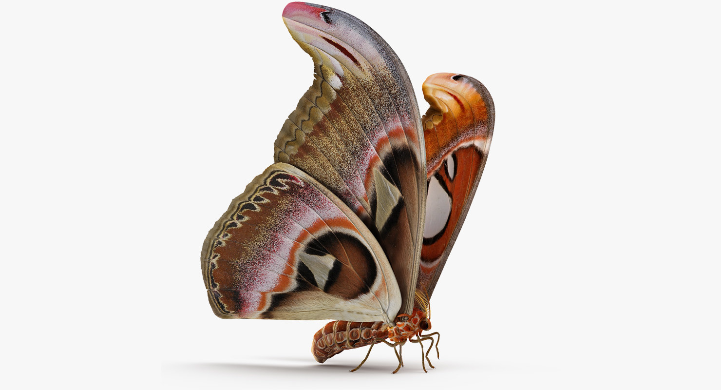 3D large atlas moth model TurboSquid 1192482