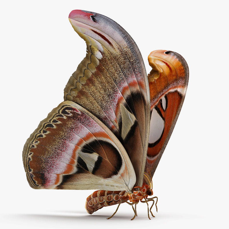 3D large atlas moth model TurboSquid 1192482