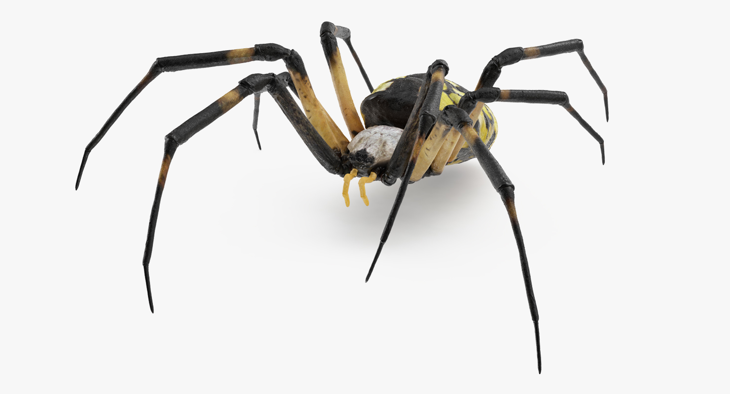 argiope aurantia或黄色花园蜘蛛索具3d模型