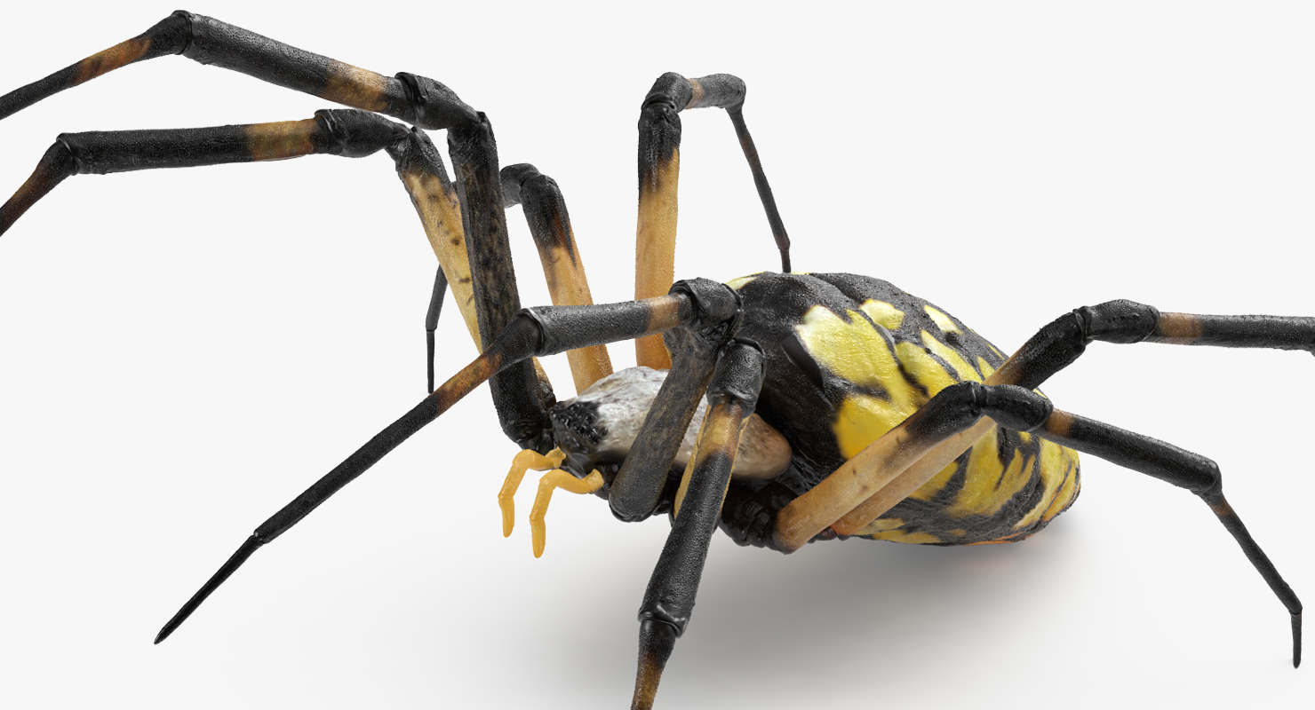 argiope aurantia或黄色花园蜘蛛索具3d模型