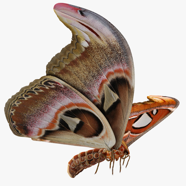 アトラス蛾飛ぶポーズ3dモデル Turbosquid