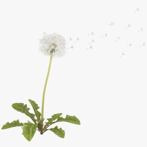 dandelion white seed model