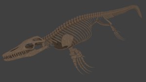 3D mosasaurus skeleton model