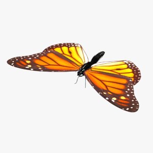 3D butterfly monarch model