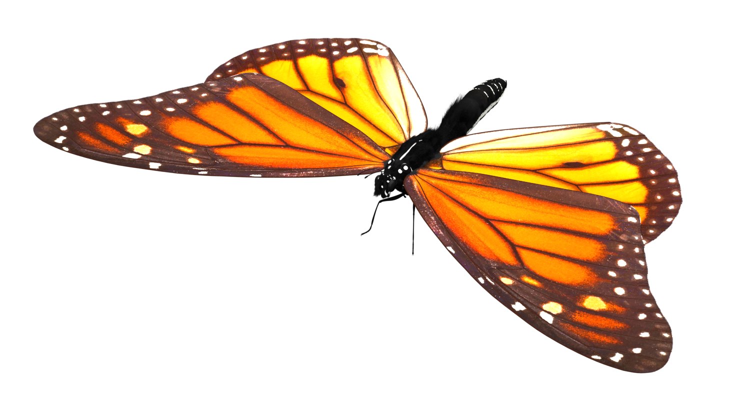 Бабочка 3д модель. Бабочка Монарх. Модель бабочки. Макет 3 d бабочка.