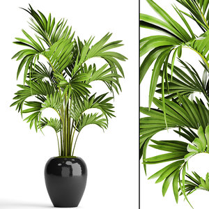 howea forsteriana palm 3D model