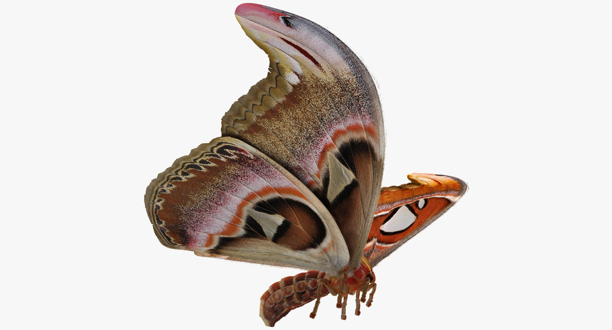 3D model attacus atlas moth flying TurboSquid 1193216