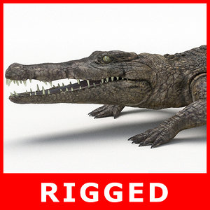 crocodile rigging model