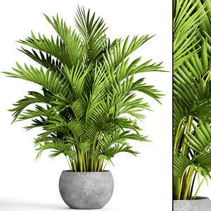 3D howea forsteriana palm model