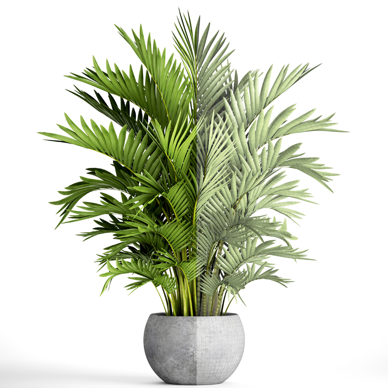 3D howea forsteriana palm model - TurboSquid 1193561