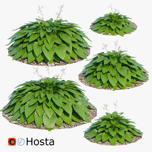 hosta plant landscape 3D model