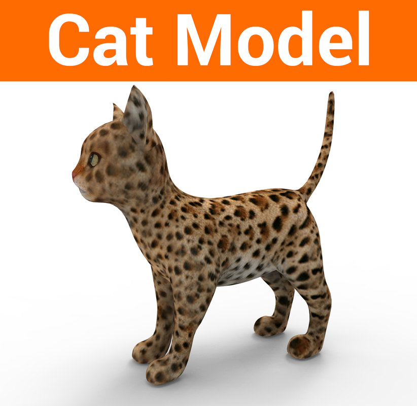  Cute  cat  3D  model TurboSquid 1193797