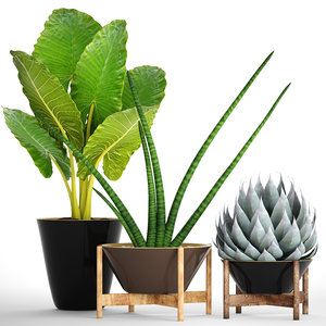 tropical plants model