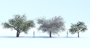 3D model dogwood tree