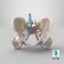 human anatomy female pelvis femur 3D model