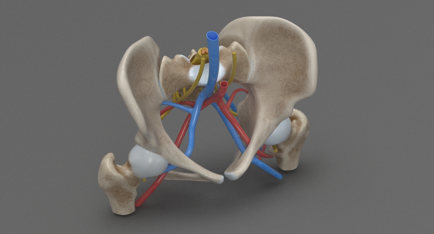 骨盆3d立体图图片