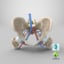 human anatomy female pelvis femur 3D model